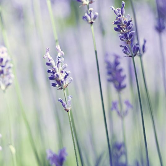 Ilmvax Kubbar Lavender Vanilla 7505s