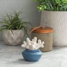 Ilmdreifari Coral.