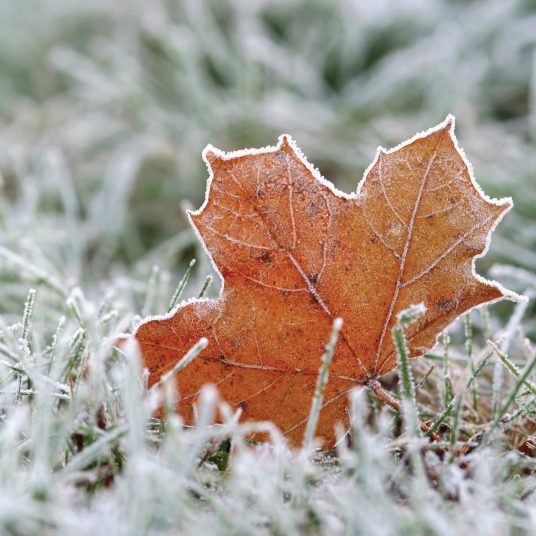 Ilmvax Kubbar First Frost 7354s